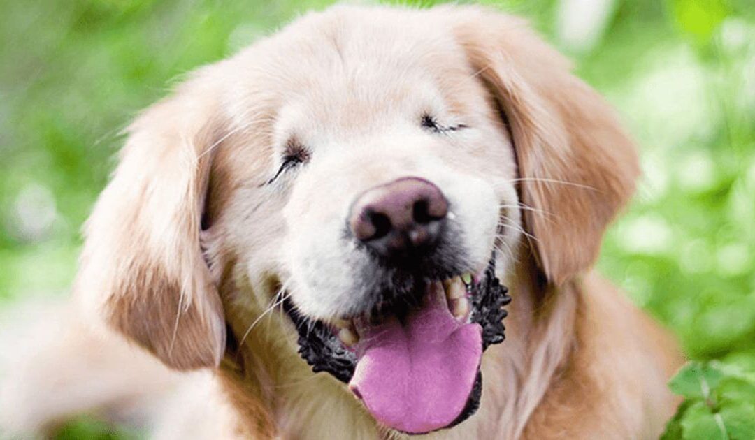 Accompagner la maladie et le handicap par la communication animale