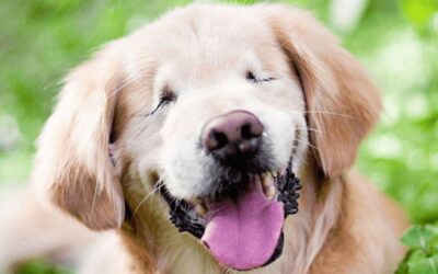 Accompagner la maladie et le handicap par la communication animale