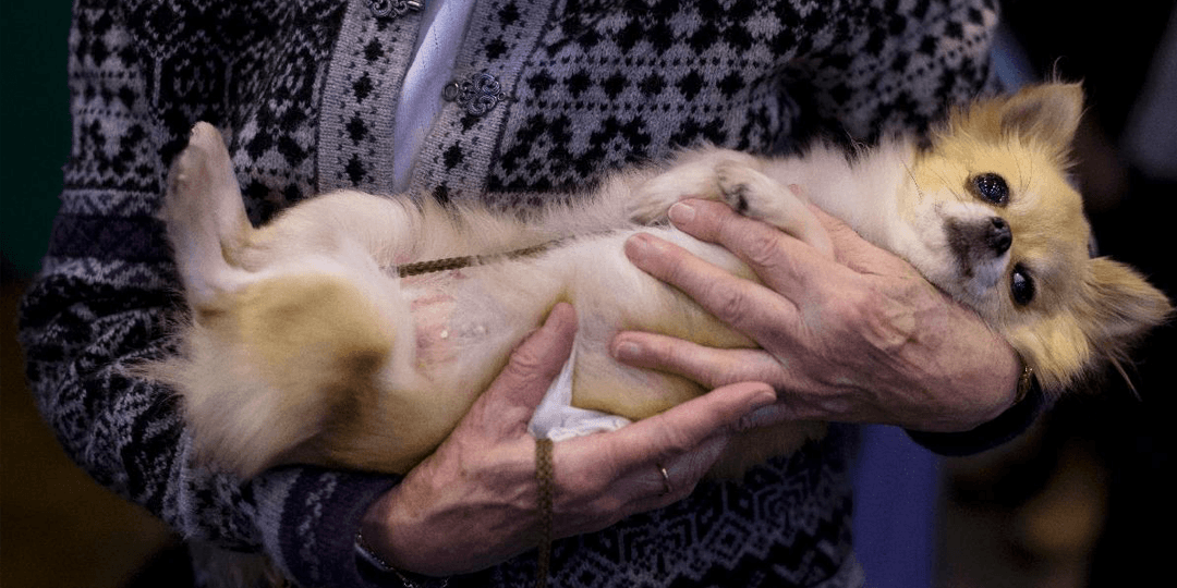 Est-il bon de considérer son animal comme un bébé ?