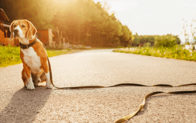 Votre animal s’est perdu ou a disparu : Que faire ?