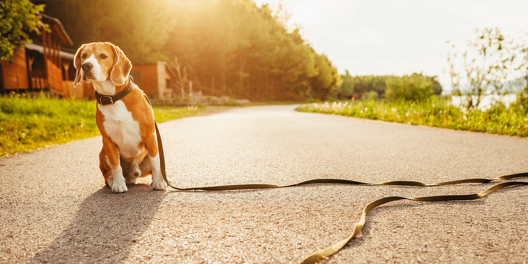 Votre animal s’est perdu ou a disparu : Que faire et comment garder l&rsquo;espoir ?