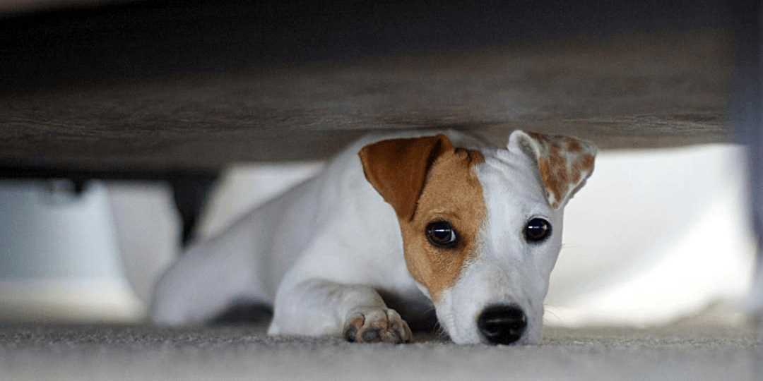Communication animale : apaiser la peur des feux d’artifice et des orages