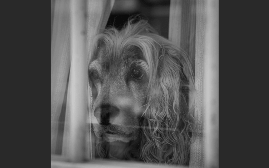 Animal regardant un autre animal mort quittant la maison