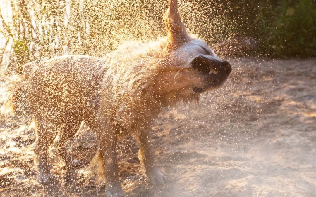 Communication animale : protéger votre chien des fortes chaleurs