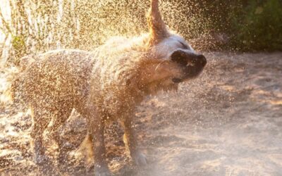 Protéger votre chien des fortes chaleurs