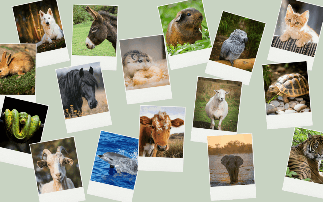 Peut-on communiquer avec chaque espèce animale