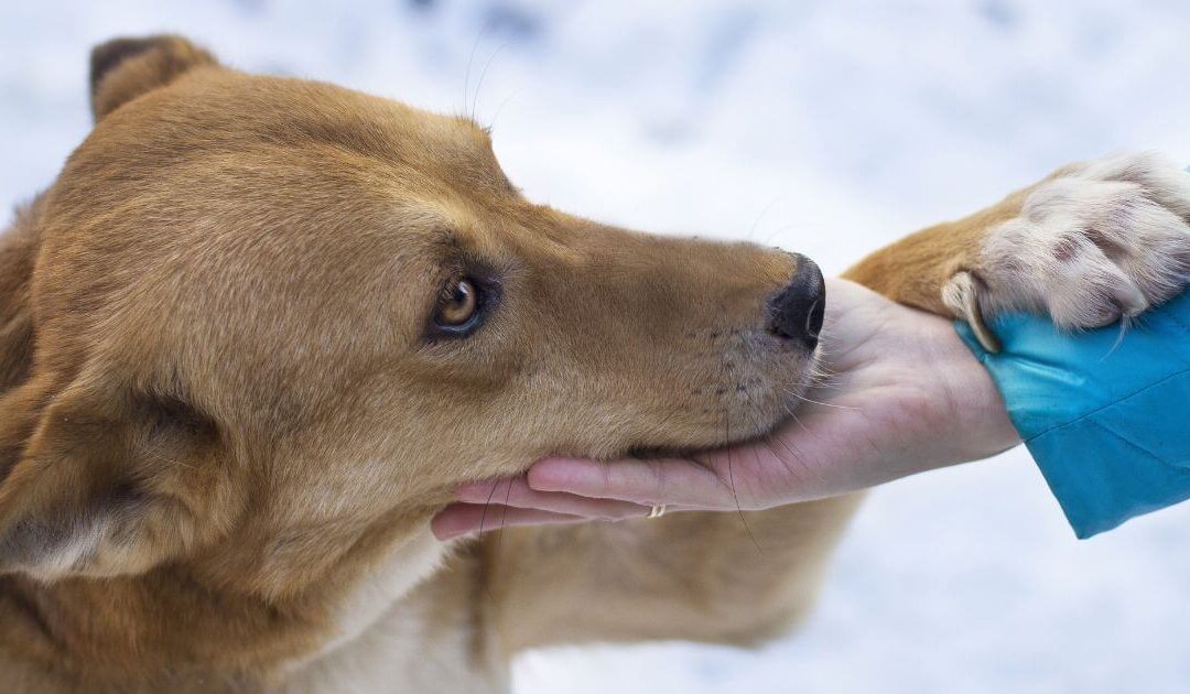 chien posant sa patte sur le bras de son humain