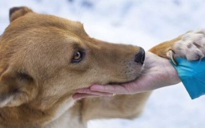Lettre d&rsquo;un animal à son humain