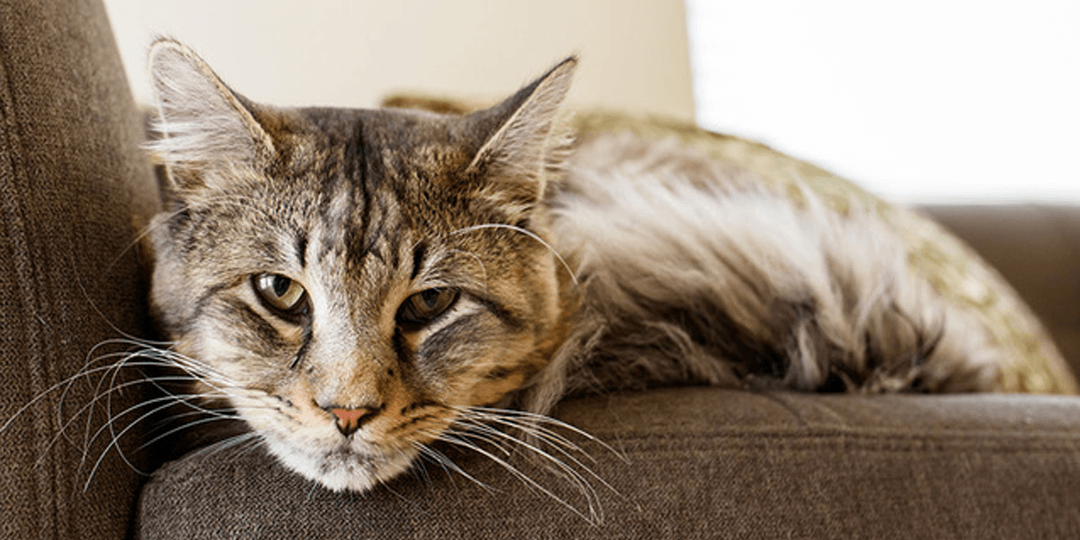 Animal âgé au regard doux illustrant le vieillissement