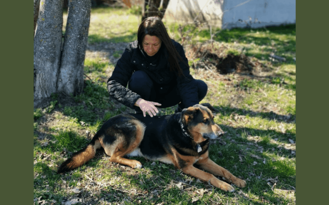 Humain posant ses mains près d’un animal dans un moment calme de soin énergétique