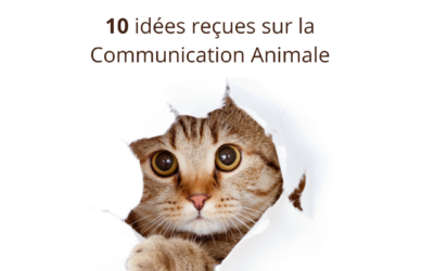 10 idées reçues sur la Communication Animale