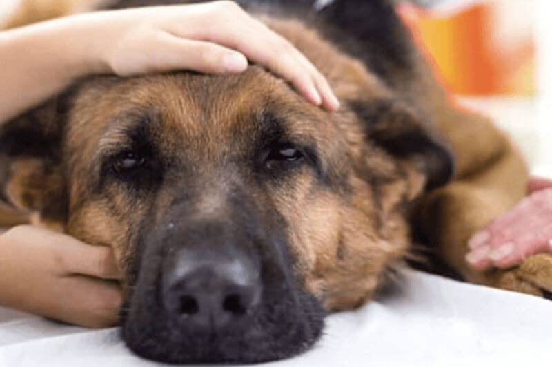 Accompagner son animal en fin de vie