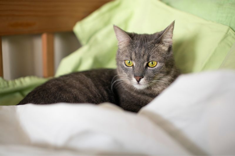 Un chat seul, éloigné de son humain. Ressentant la mort.