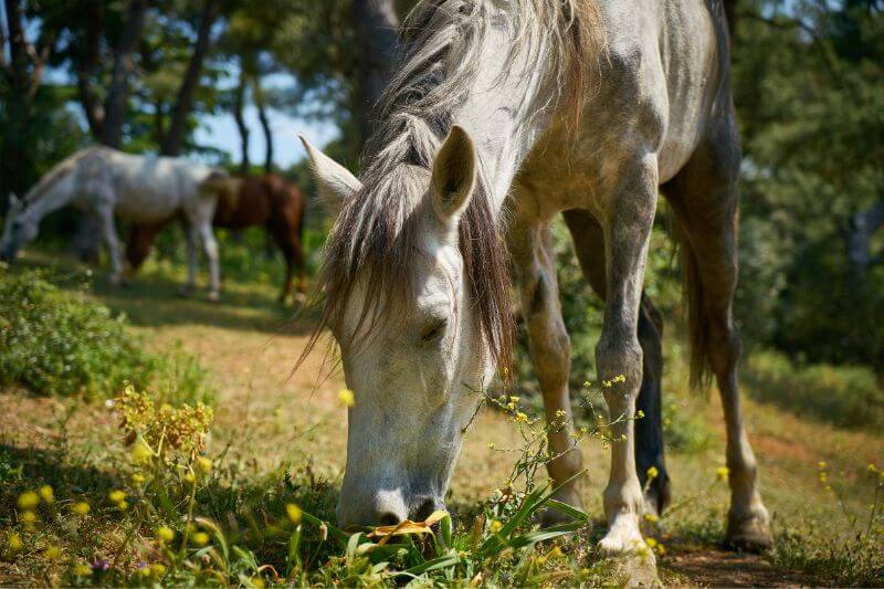 Éthique et bienveillance en communication intuitive animale
