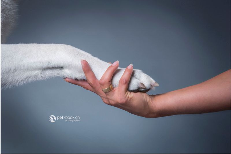 Patte de Rocky, mon chien blanc, dans ma main pour symboliser le lien de l'accompagnement 