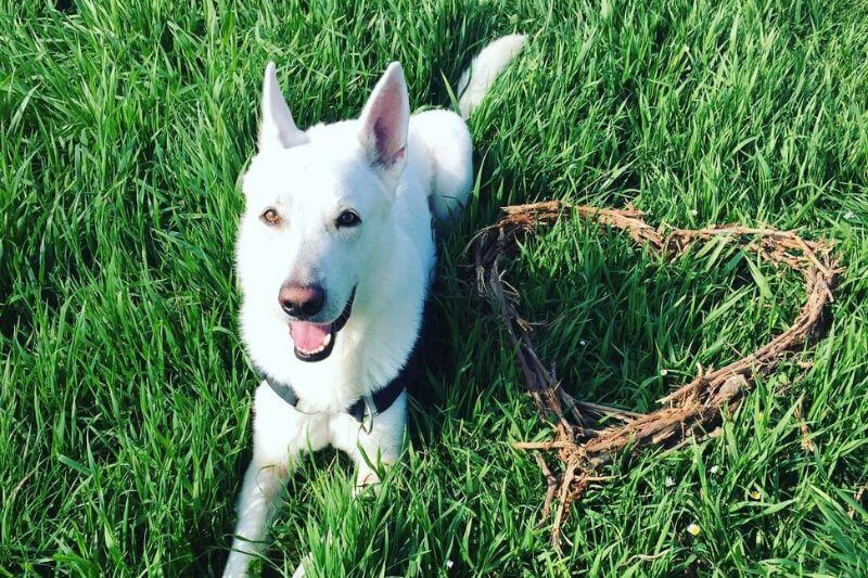 Chien couché fixant son humaine. Décoder les comportements mystérieux des animaux