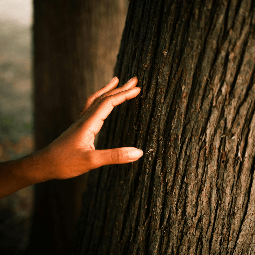 Main touchant un tronc d’arbre, symbolisant la méditation et le développement des sens extra-sensoriels.