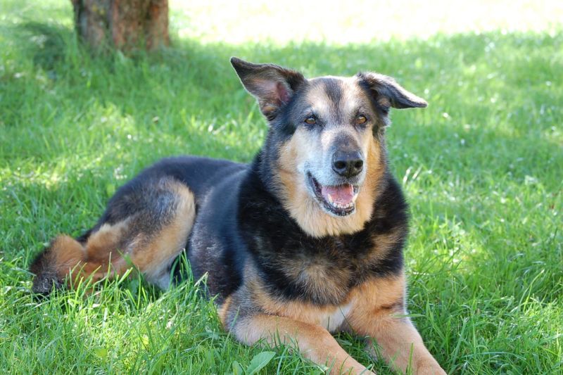 chien dans l'herbe. Le chien a chaud et s'est mis à l'ombre