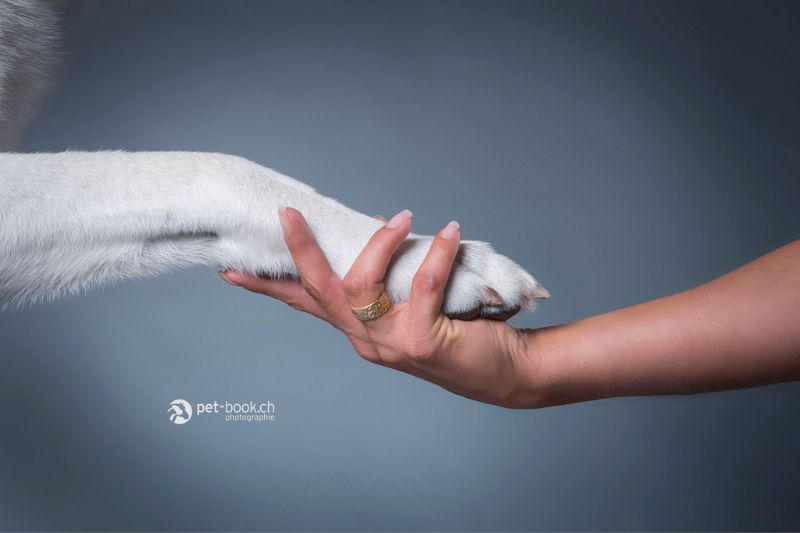 Rocky, mon chien blanc, posant sa patte dans ma main