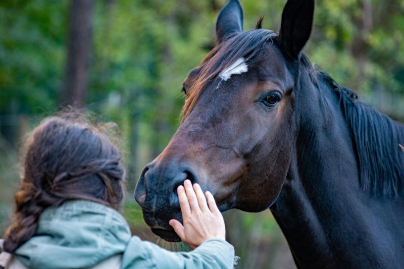 Une femme communiquant avec un cheval