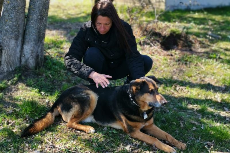 Anna Grosfort prodiguant un soin énergétique à un chien